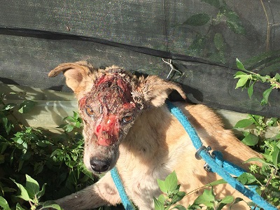 Verletzter Hund in der Nähe von Helgard