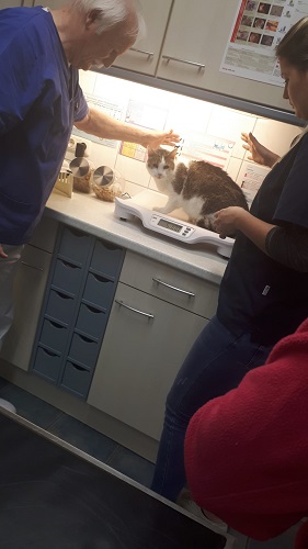 Besuch beim Tierarzt